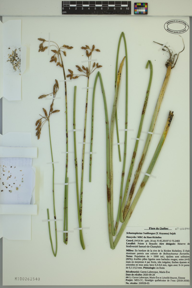 Bulrush photo 5