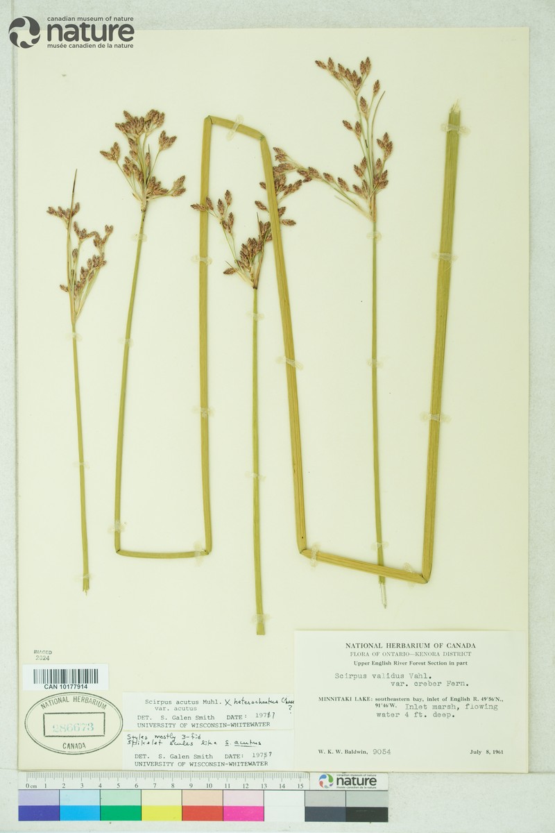 Bulrush photo 6