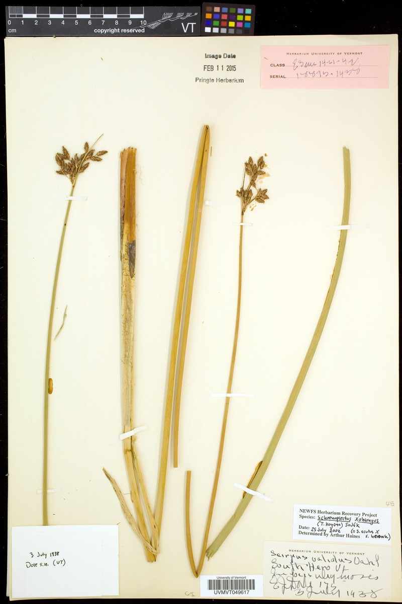 Bulrush photo 7