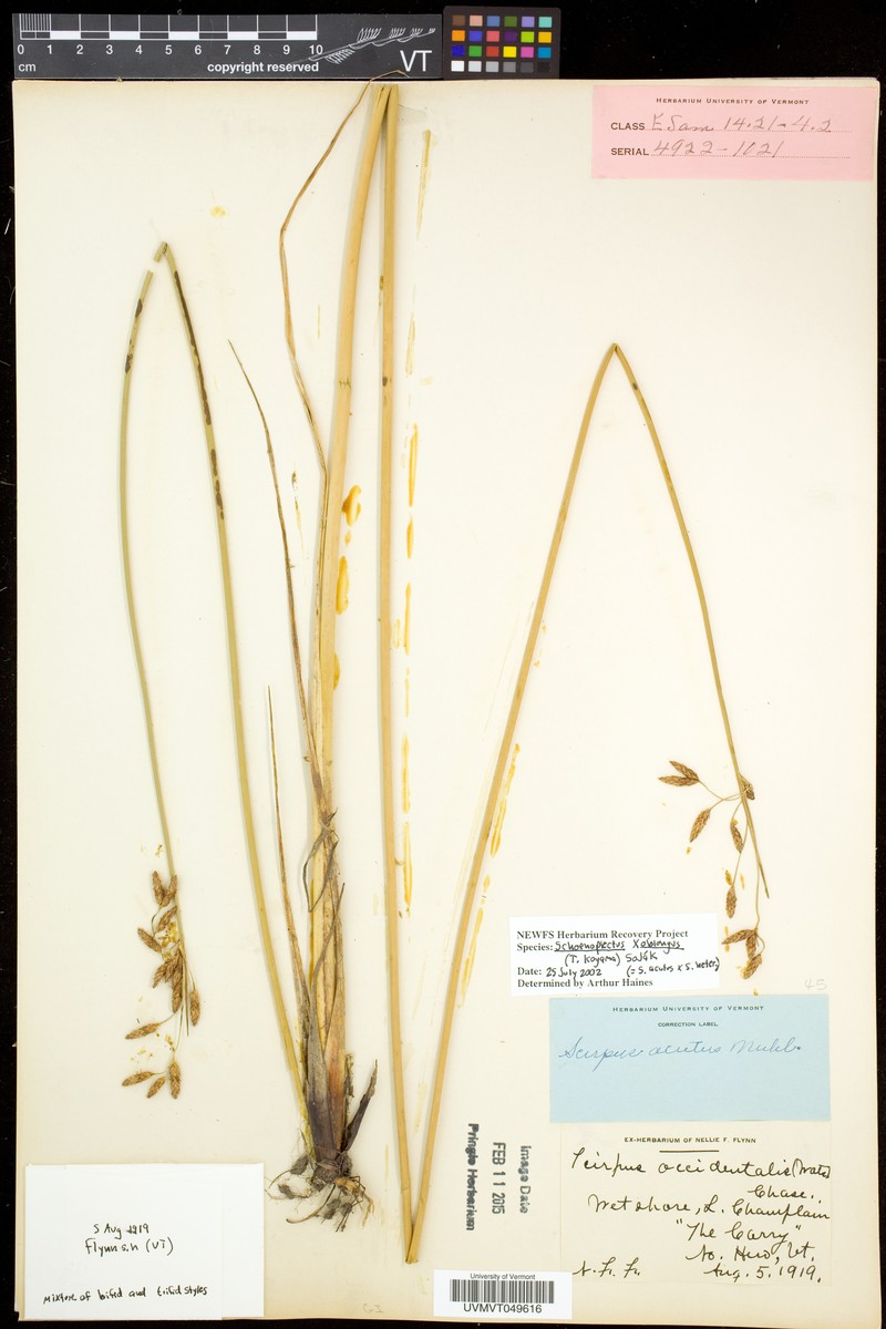 Bulrush photo 8
