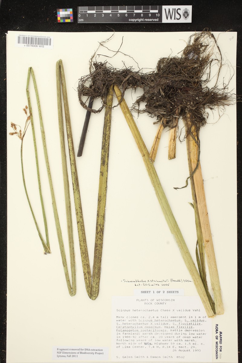 Bulrush