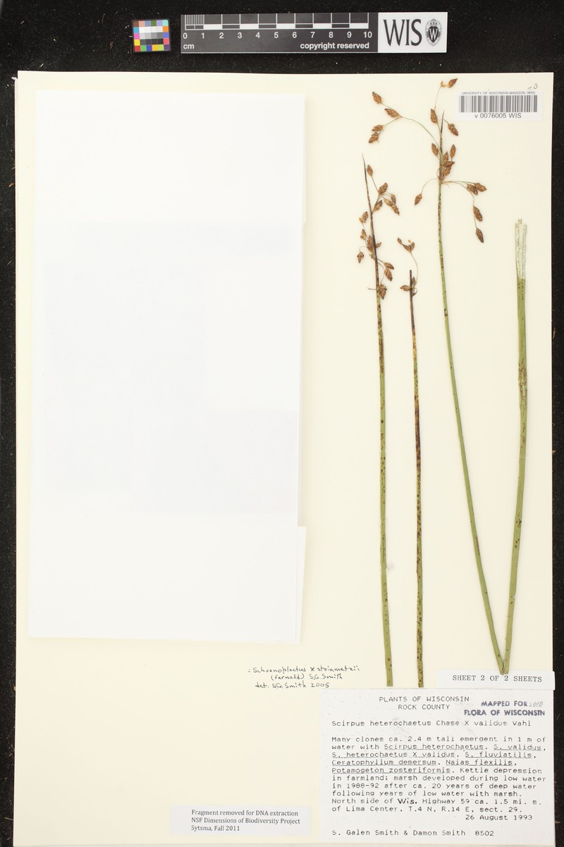 Bulrush photo 2