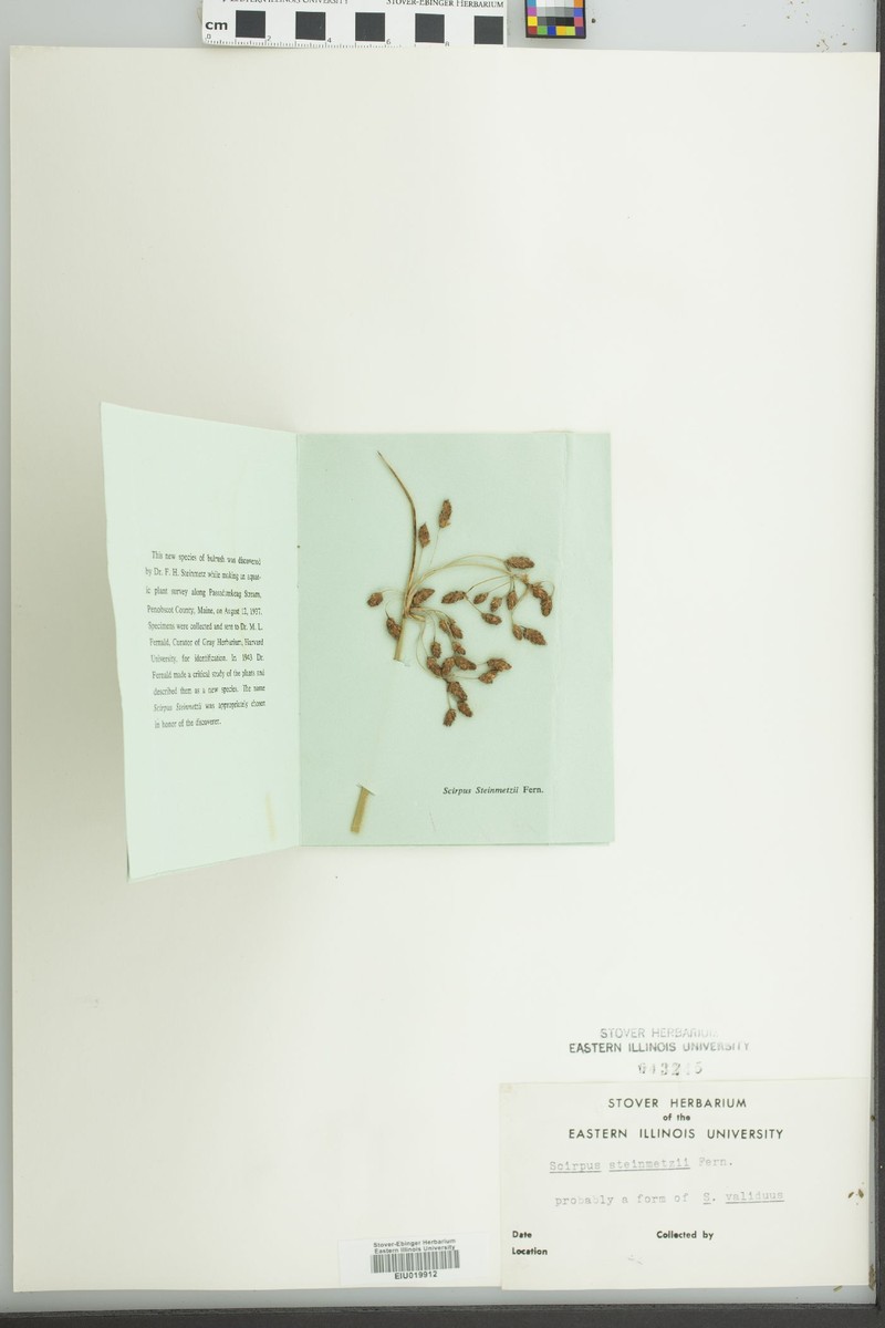 Bulrush photo 3