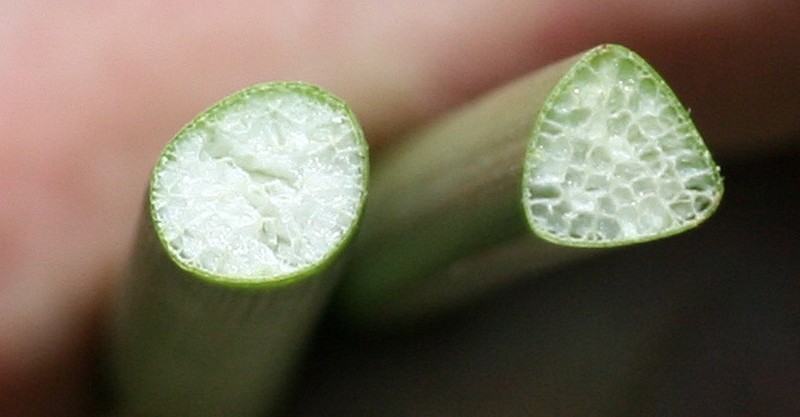 Hardstem Bulrush photo 3