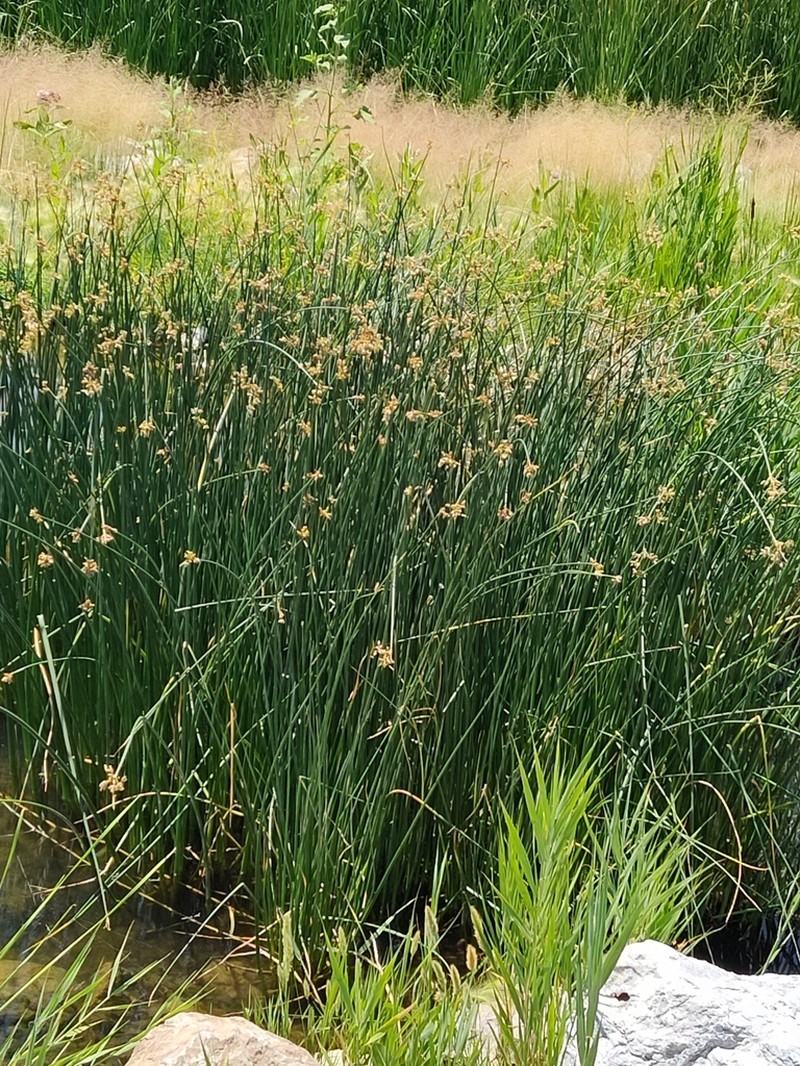 Hardstem Bulrush photo 4
