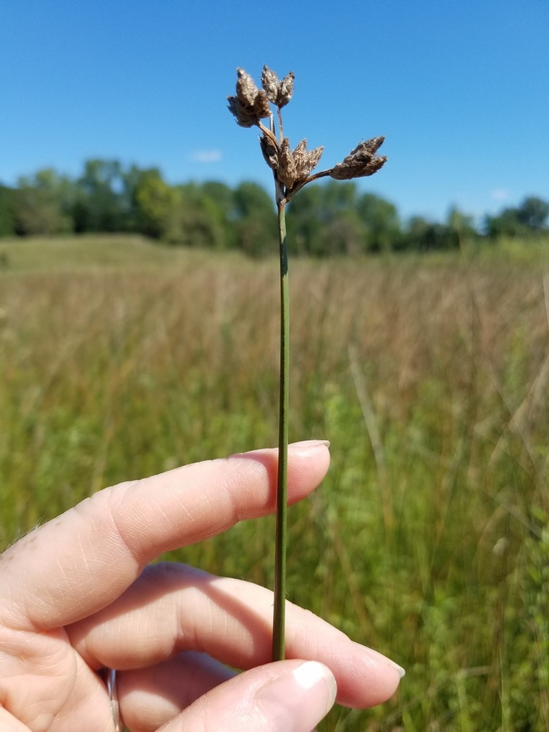 Hardstem Bulrush photo 5
