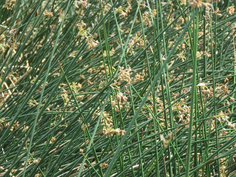 Hardstem Bulrush photo 6
