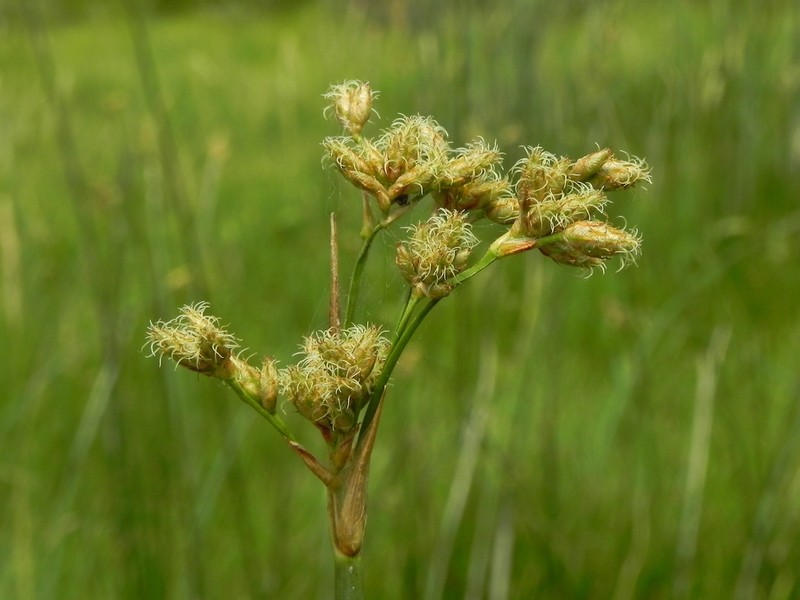 Hardstem Bulrush photo 7