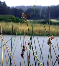 Hardstem Bulrush