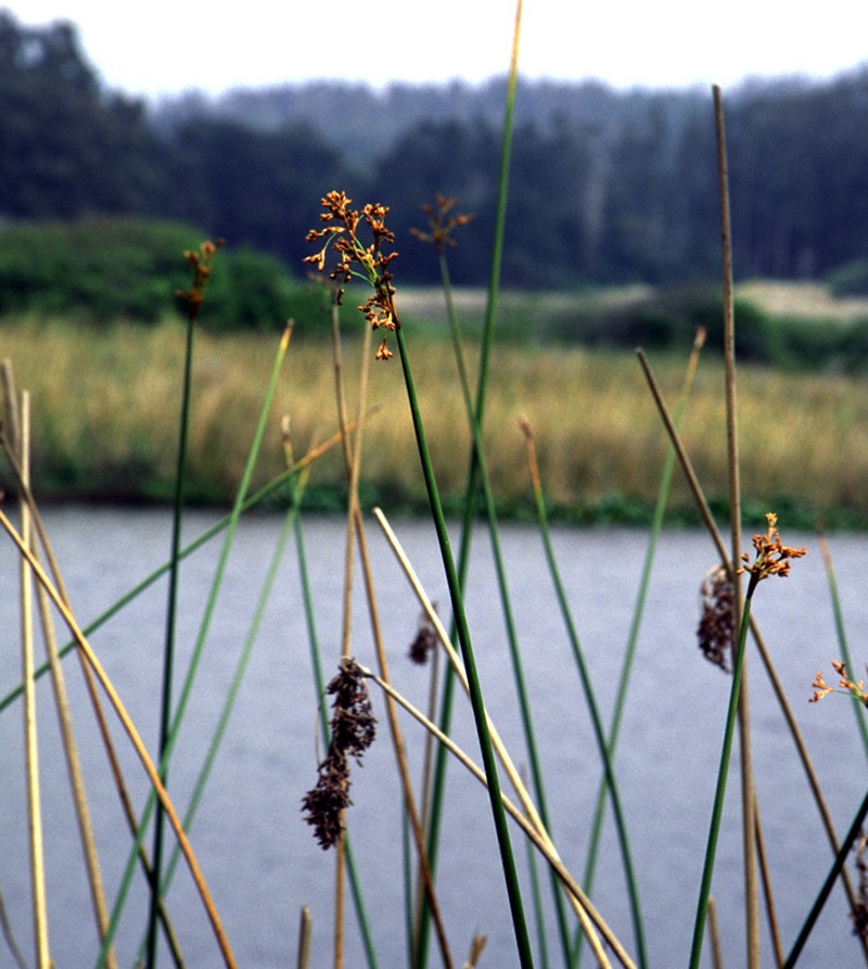 Hardstem Bulrush photo 2