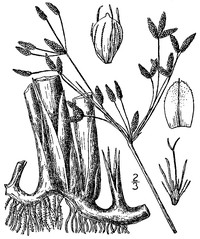 Hardstem Bulrush