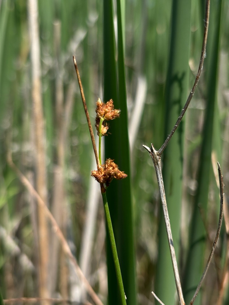 Schoenoplectus acutus var. acutus