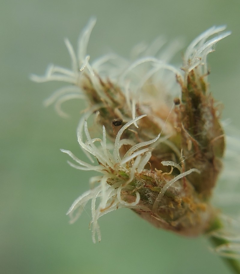 Schoenoplectus acutus var. acutus photo 2