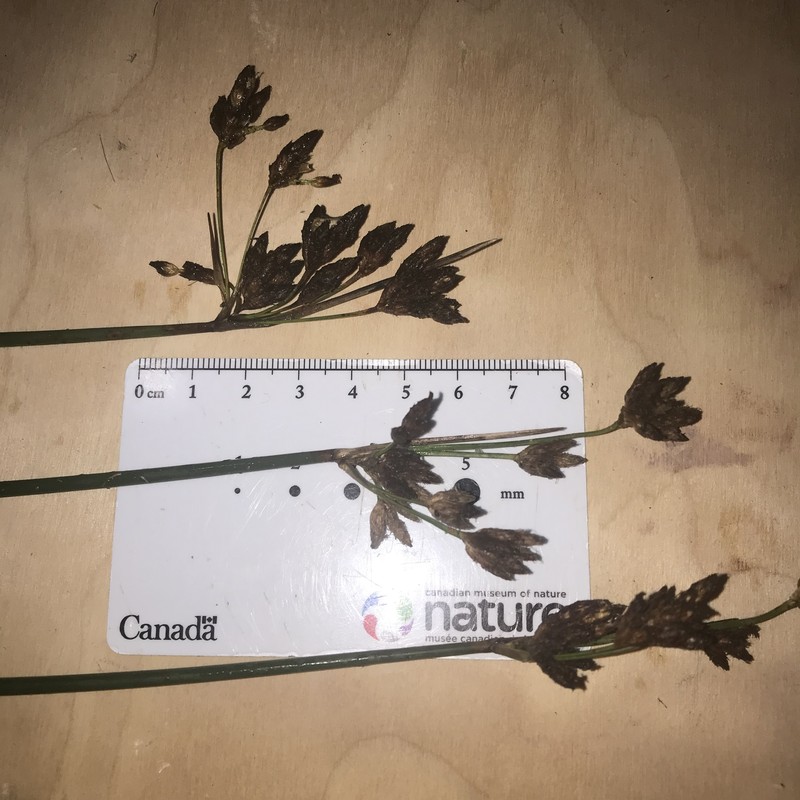 Schoenoplectus acutus var. acutus photo 4