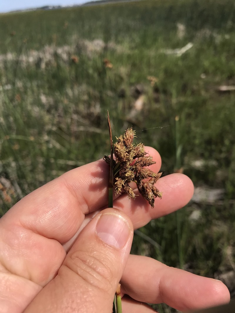Schoenoplectus acutus var. acutus photo 5