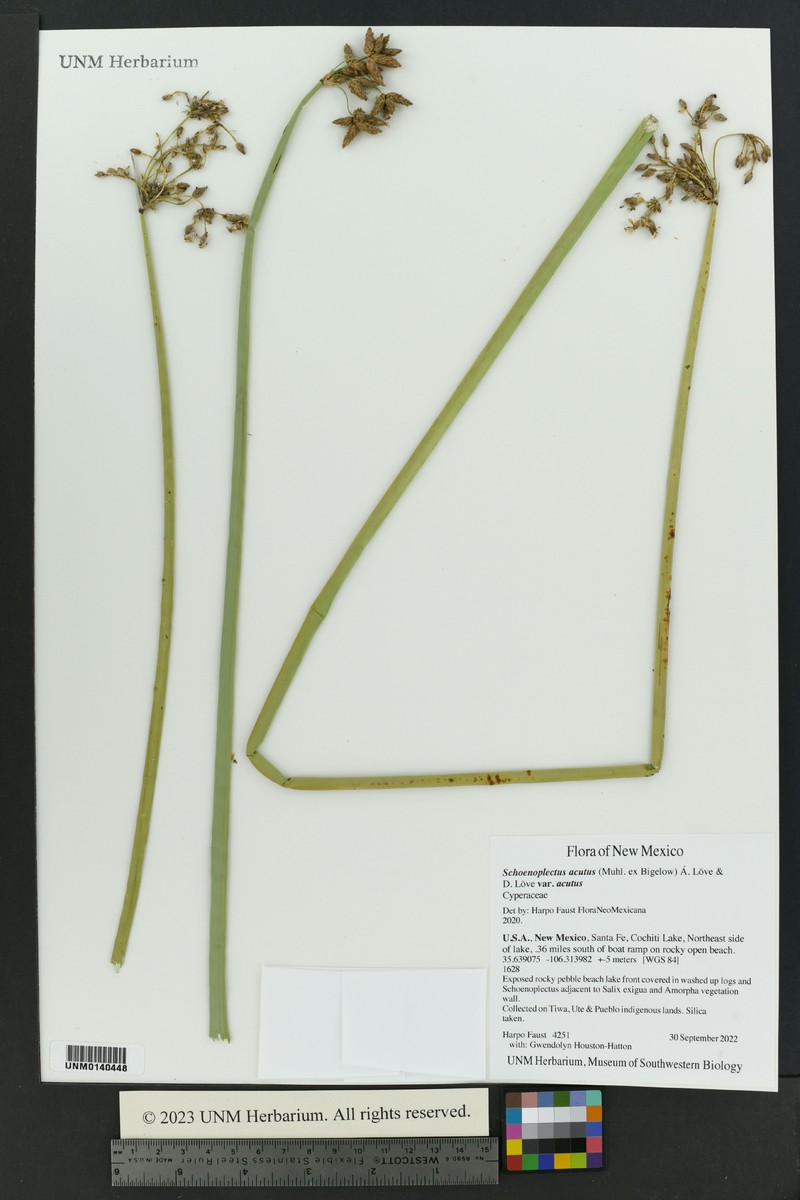 Schoenoplectus acutus var. acutus photo 6
