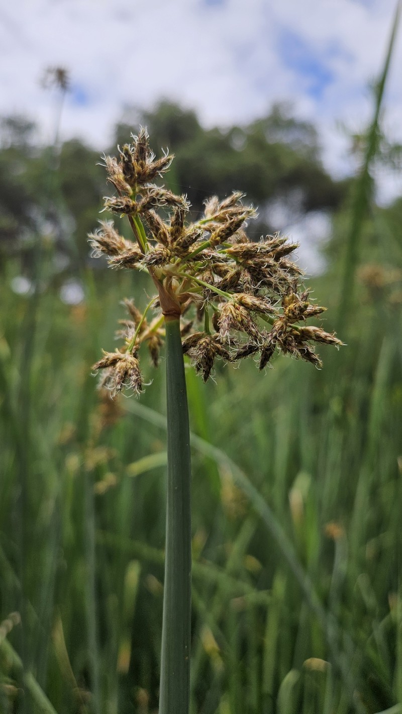 Schoenoplectus acutus var. occidentalis