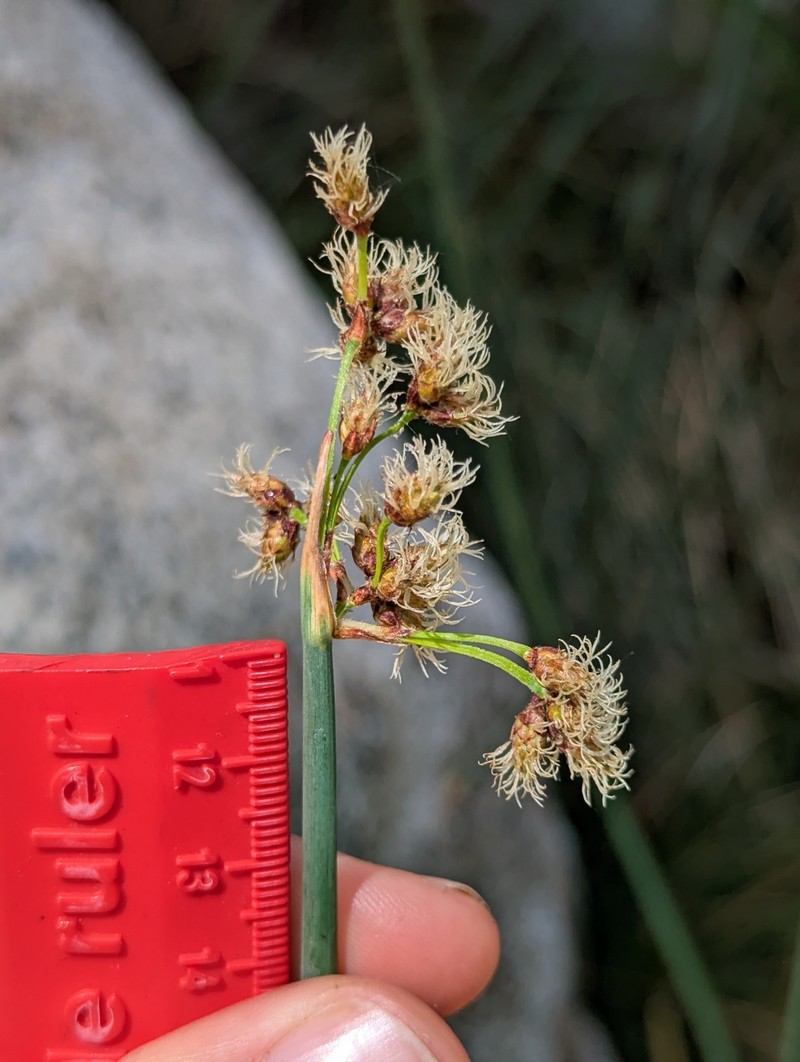 Schoenoplectus acutus var. occidentalis photo 2