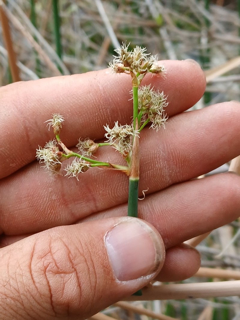 Schoenoplectus acutus var. occidentalis photo 3