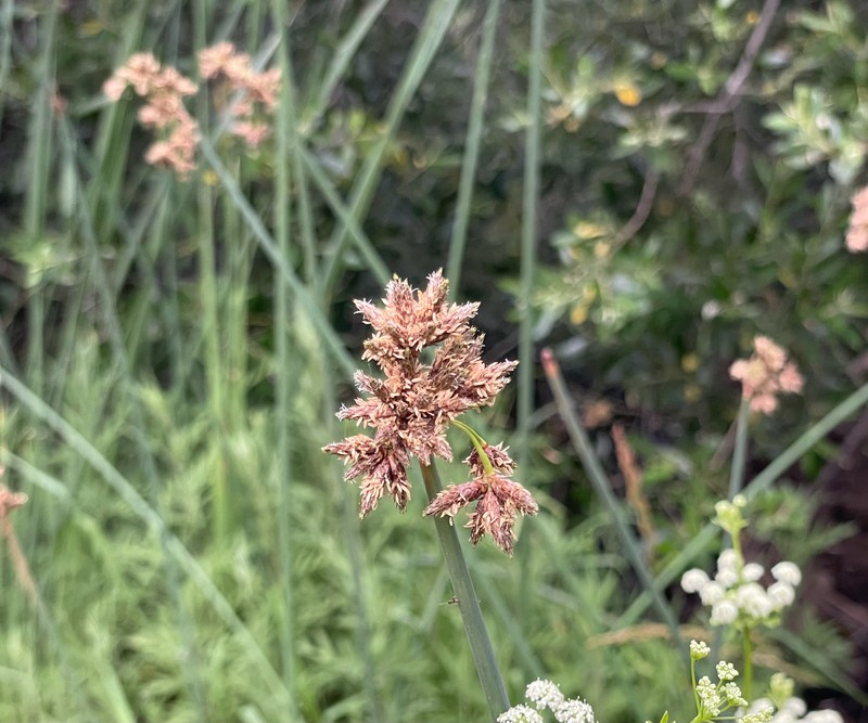Schoenoplectus acutus var. occidentalis photo 4