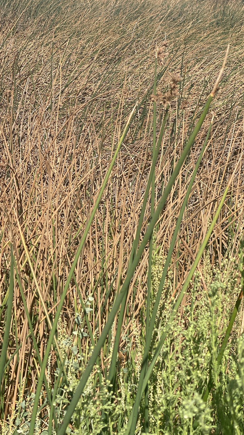 Schoenoplectus acutus var. occidentalis photo 5