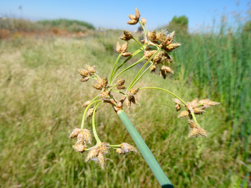 Schoenoplectus acutus var. occidentalis photo 6
