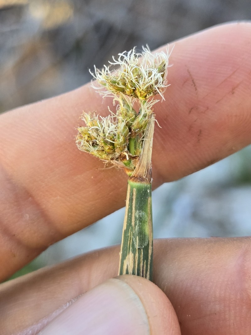 Schoenoplectus acutus var. occidentalis photo 7