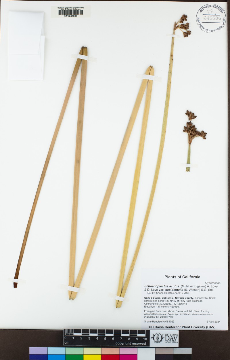 Schoenoplectus acutus var. occidentalis photo 8