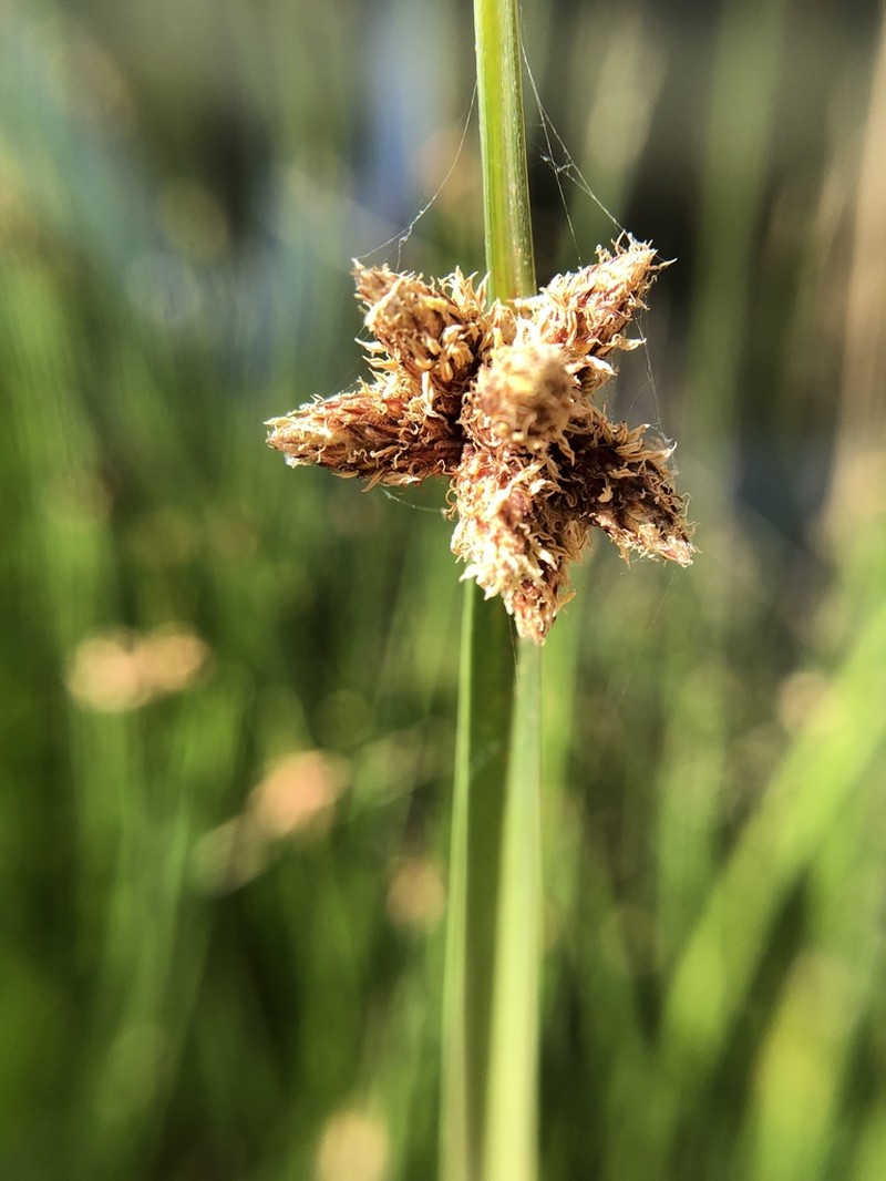 Chairmaker's Bulrush photo 3