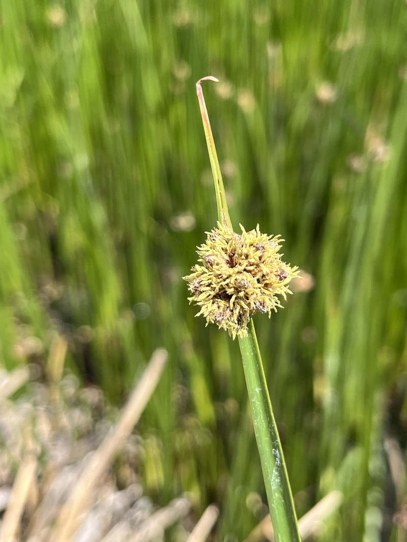 Chairmaker's Bulrush photo 4