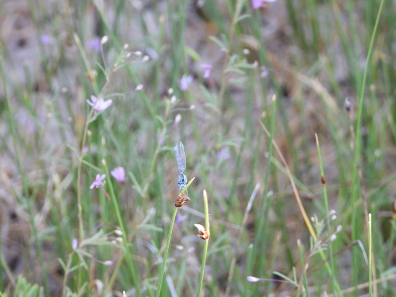 Chairmaker's Bulrush photo 5