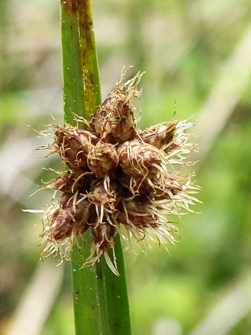 Chairmaker's Bulrush photo 6