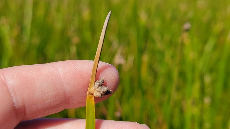 Chairmaker's Bulrush photo 8