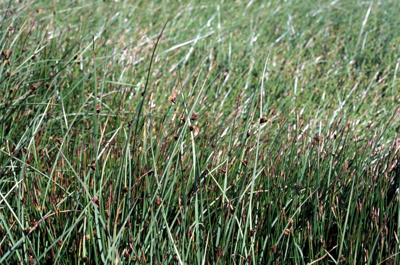 Chairmaker's Bulrush