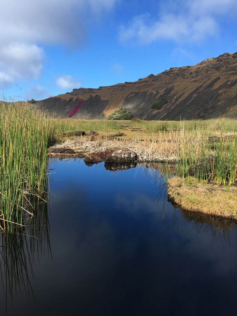 California Bulrush photo 2