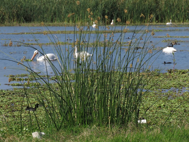 California Bulrush photo 3