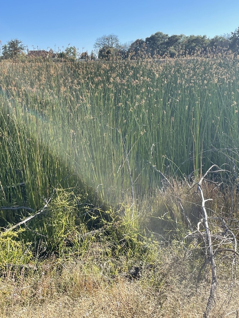 California Bulrush photo 4