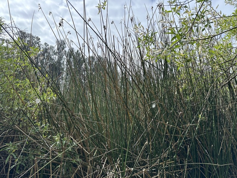 California Bulrush photo 5