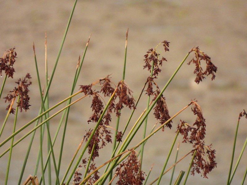 California Bulrush photo 6