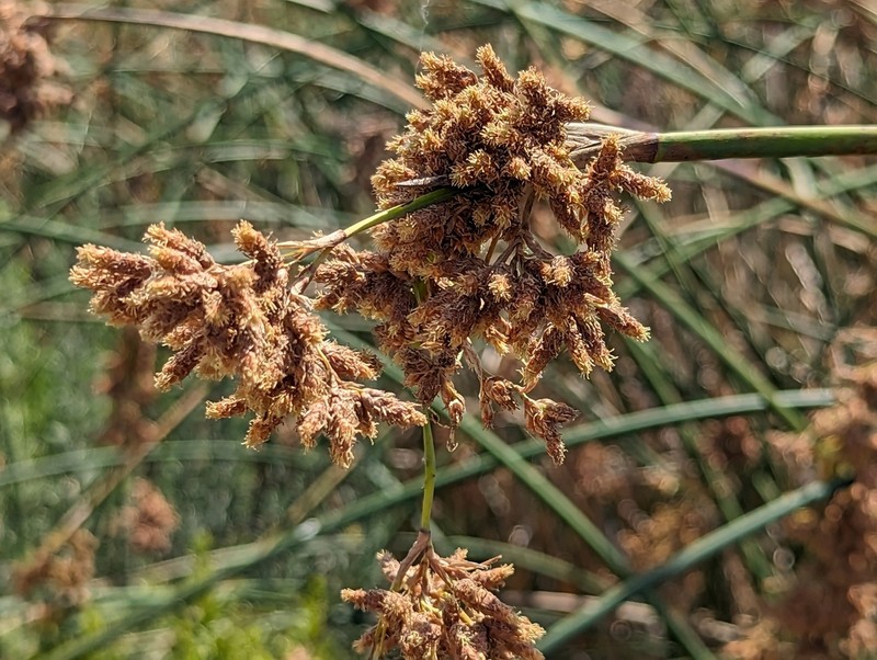 California Bulrush photo 7