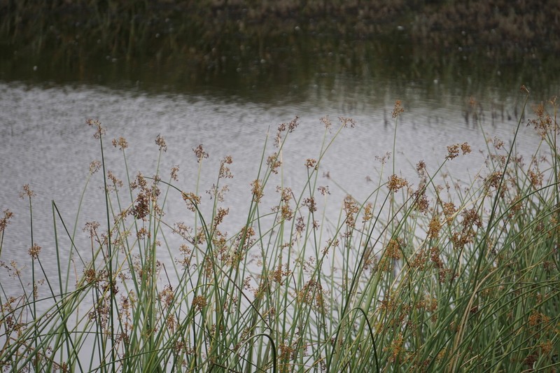 California Bulrush photo 8