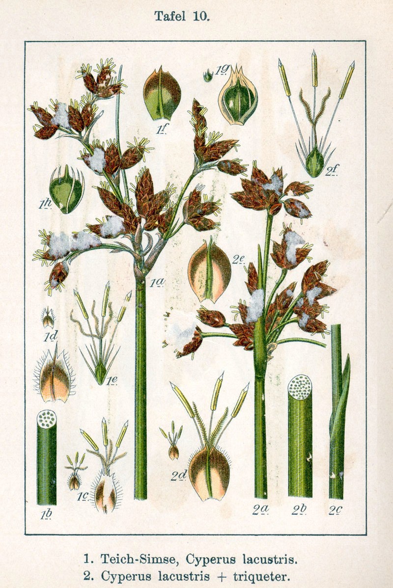Bulrush photo 2
