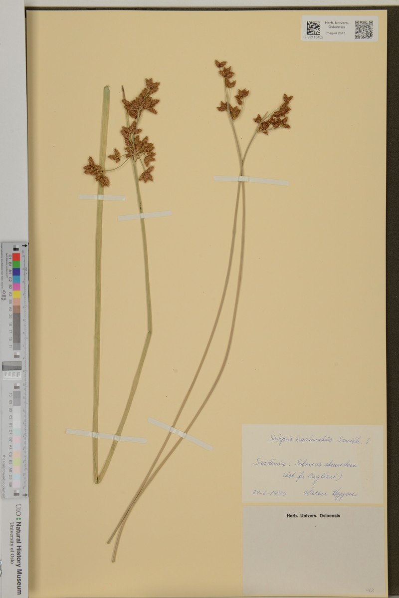Bulrush photo 3
