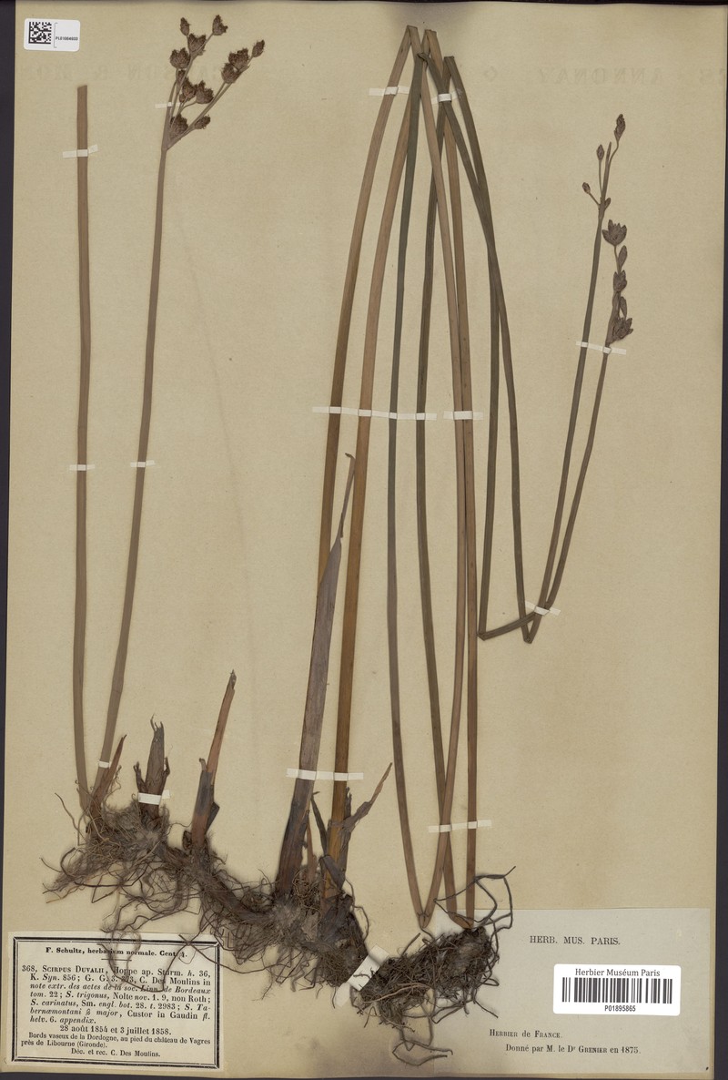 Bulrush