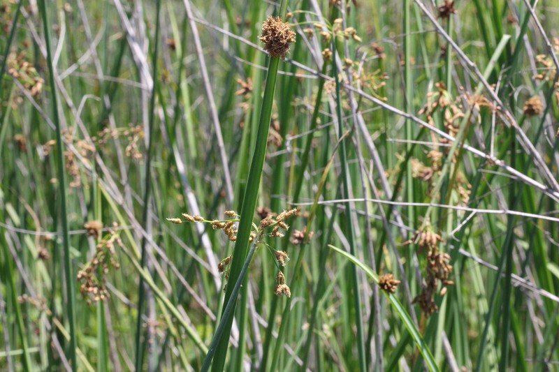 Delta Bulrush