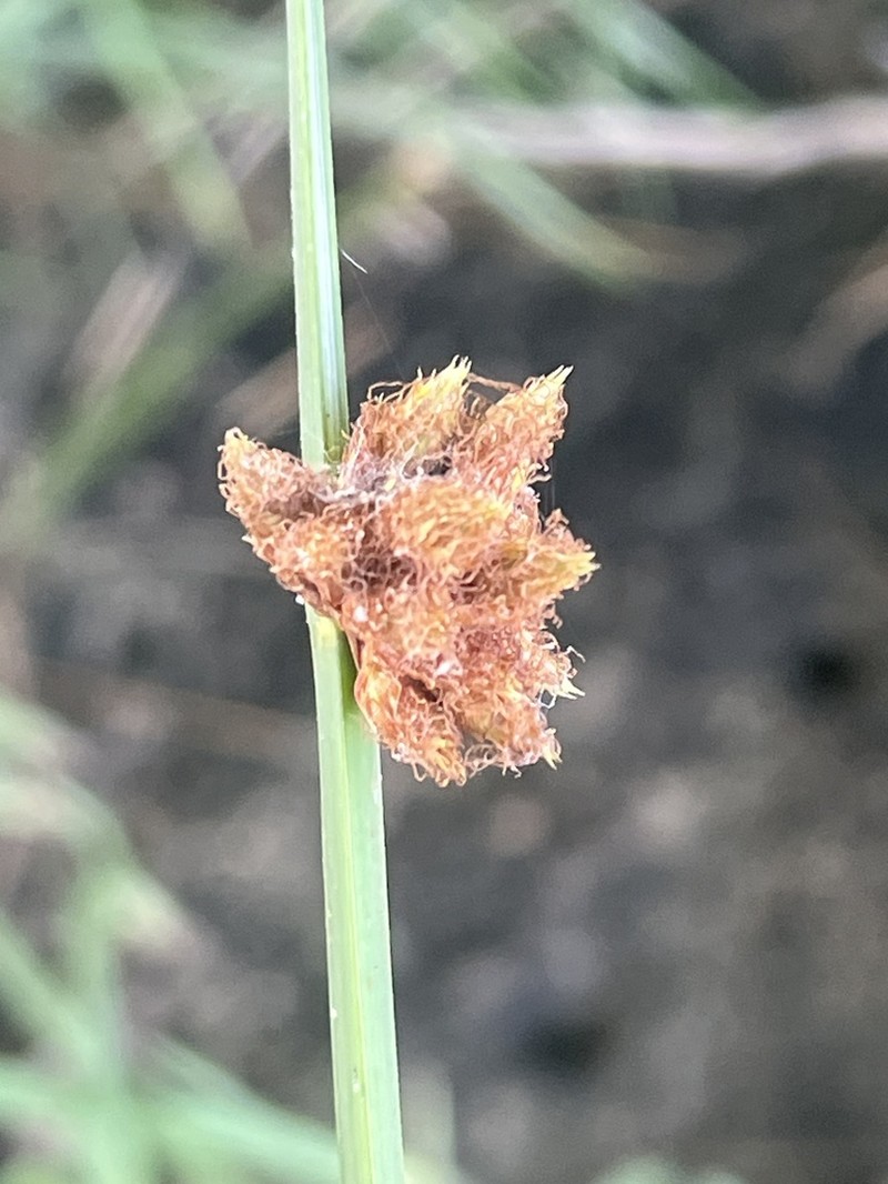 Delta Bulrush photo 4
