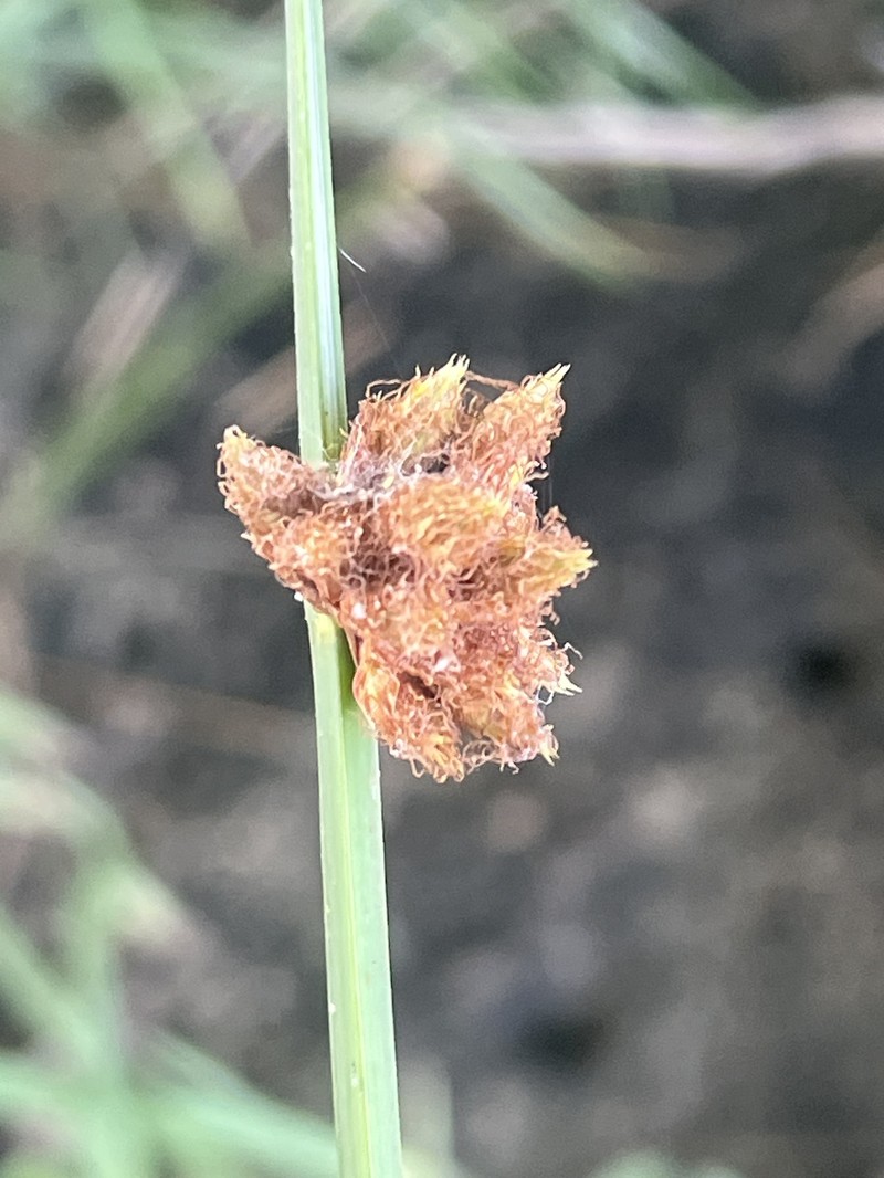 Delta Bulrush photo 5