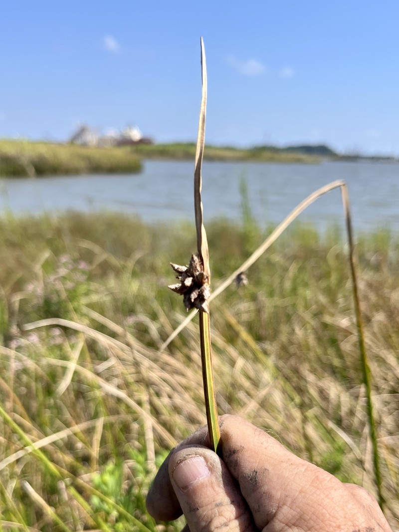 Delta Bulrush photo 6