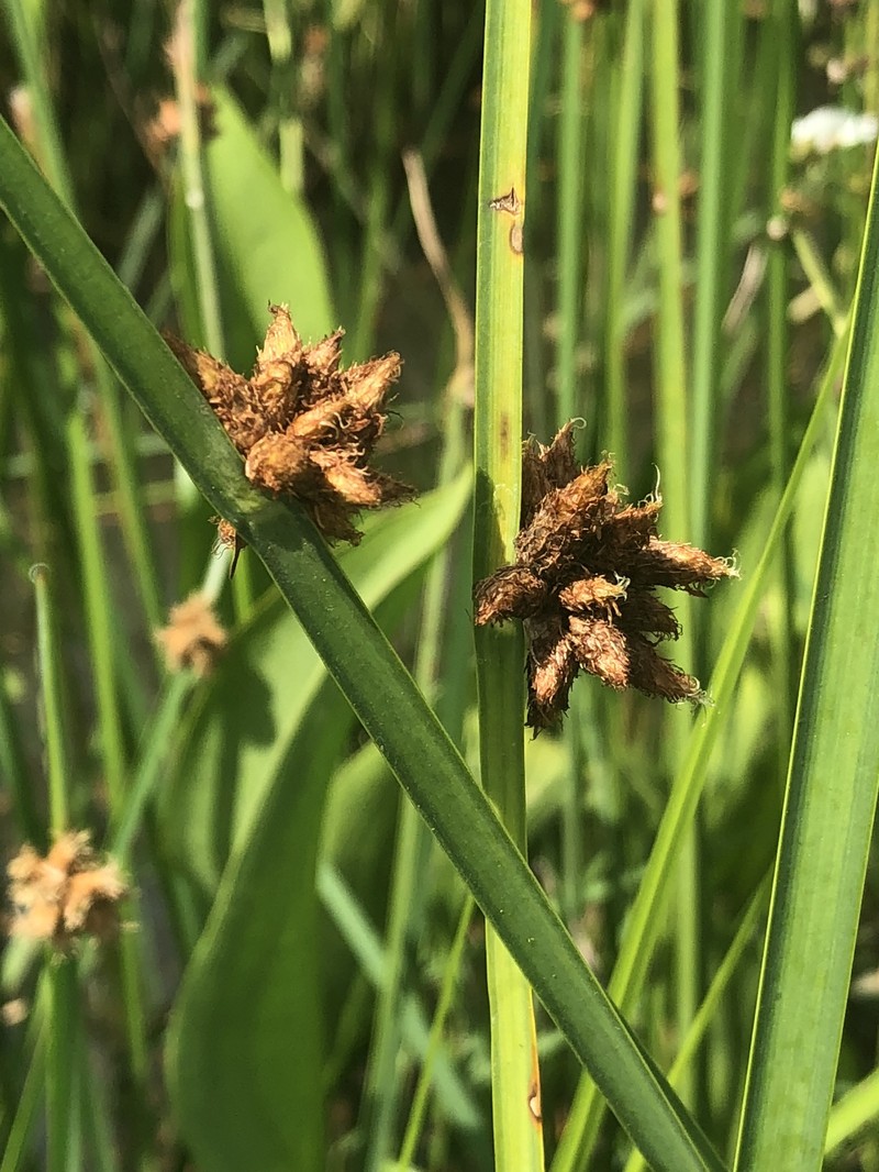 Delta Bulrush photo 8