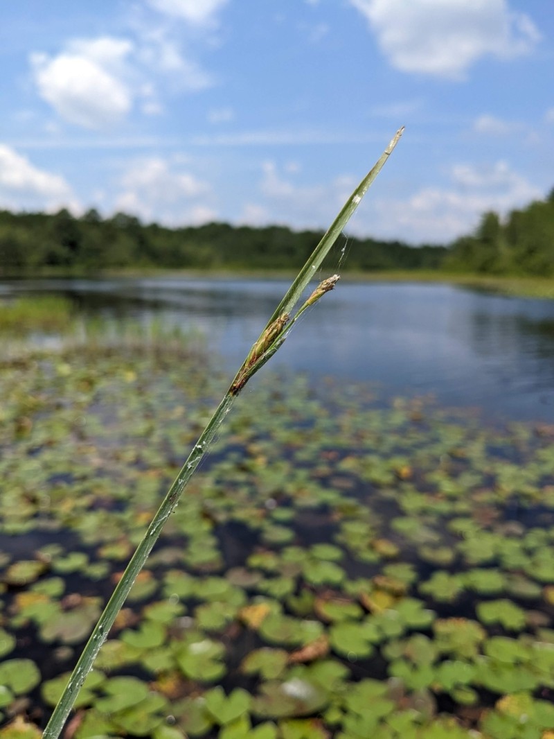 Canby's Bulrush